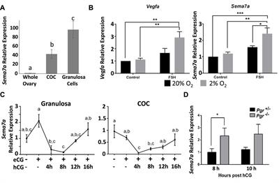 Dynamic regulation of semaphorin 7A and adhesion receptors in ovarian follicle remodeling and ovulation
